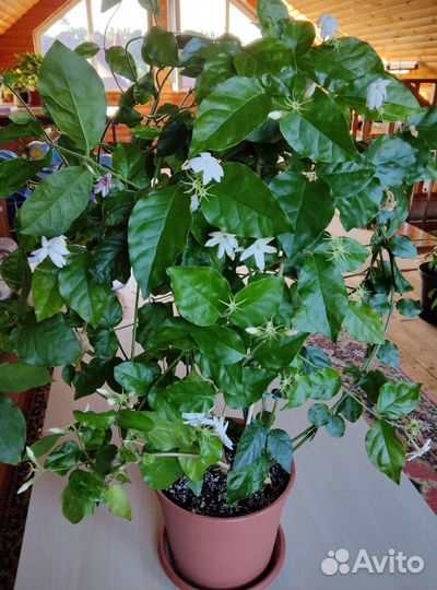 Жасмин самбак