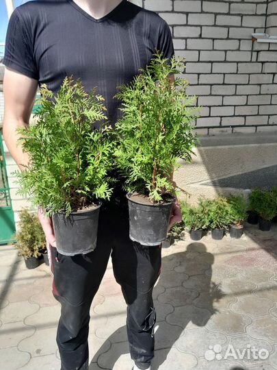 Туя брабант