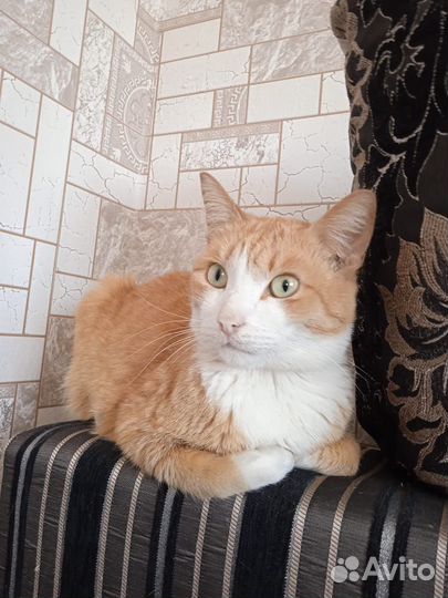 Кошка и кот в добрые руки (стерилизованы)