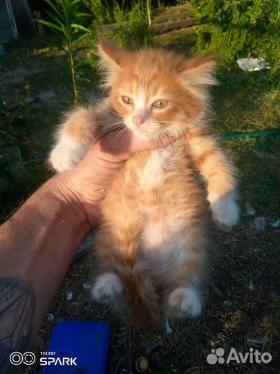 Кошка в дар