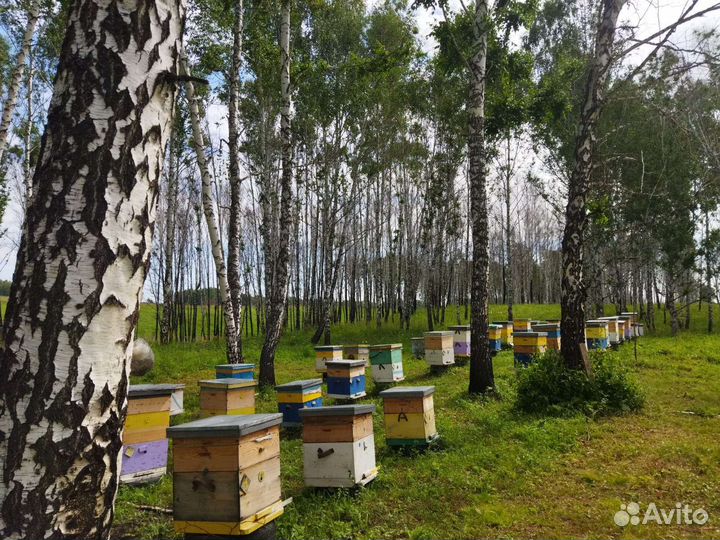 Мёд свежий 2023, соты