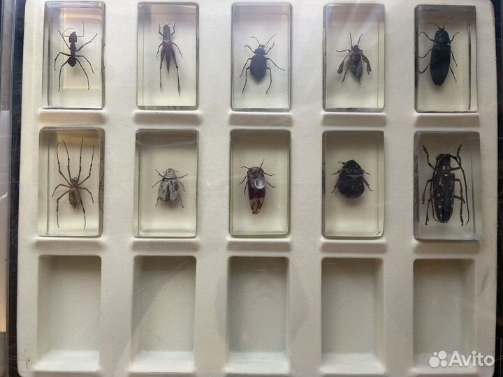 Насекомые и их знакомые