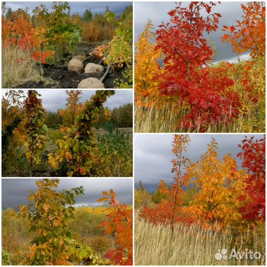 Дуб красный