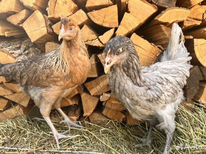 Куры несушки