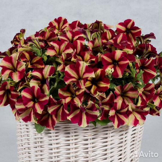 Профессиональные семена цветов