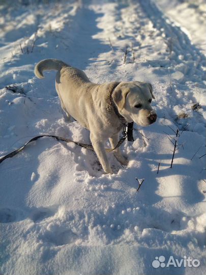 Кобель лабрадора ретривера для вязки