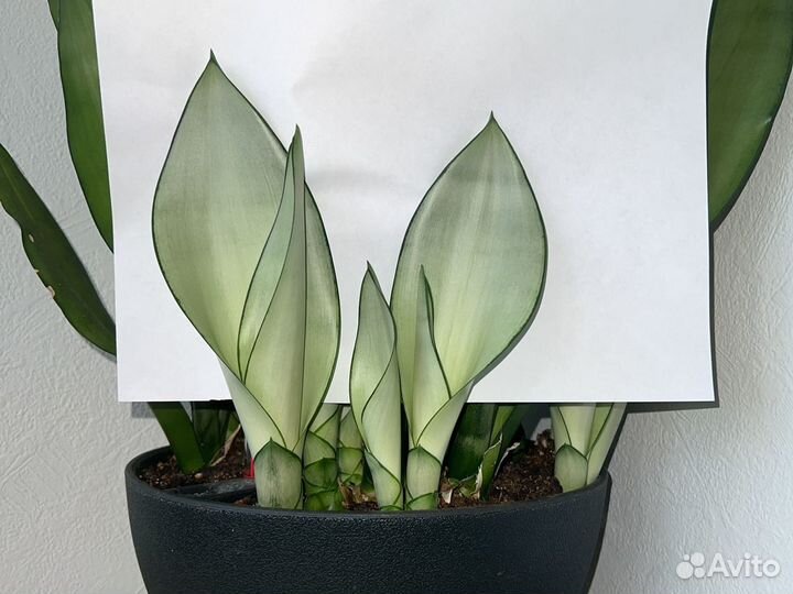 Moonshine.Сансевиерия Муншайн (