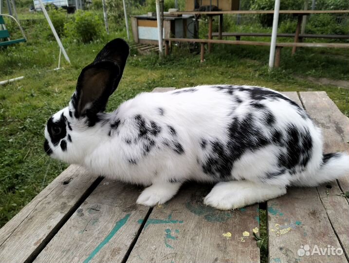 Кролики на племя
