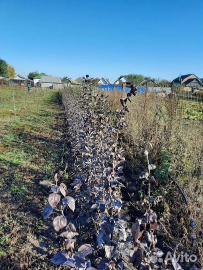 Сажецы яблонь и груши на низком подвое
