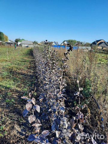 Сажецы яблонь и груши на низком подвое