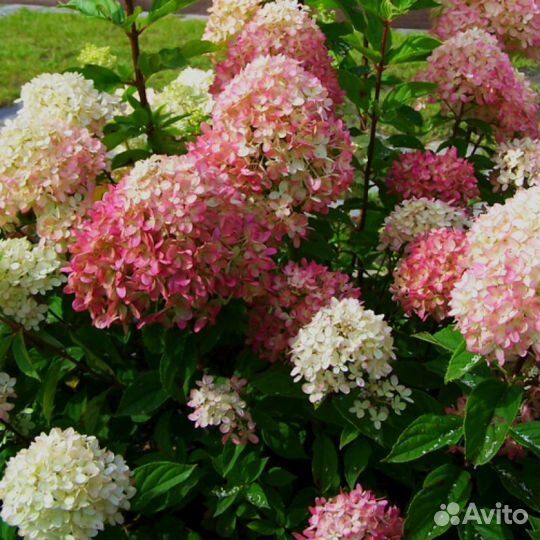 Гортензия метельчатая Бомбшелл