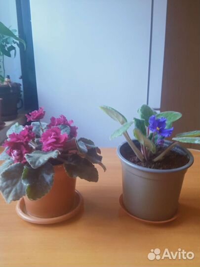 Антуриум и другие цветы