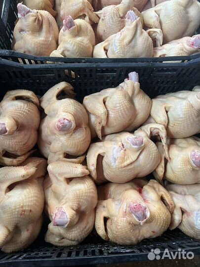 Домашние куры бройлеры