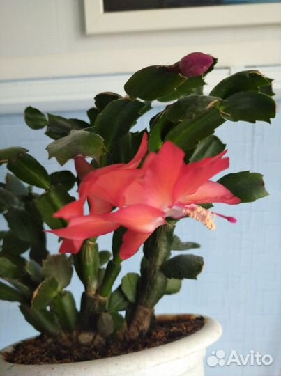 Декабрист шлюмбергера