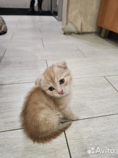 Шотландские котята