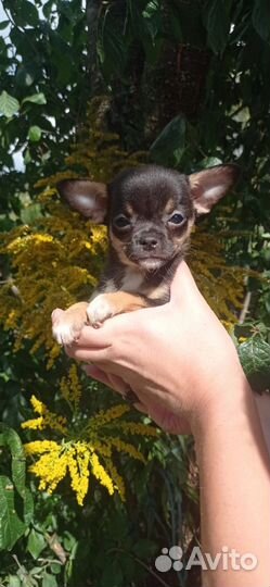Чихуахуа малышня