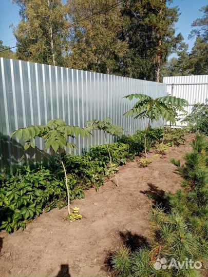 Саженцы орех маньчжурский, дубки