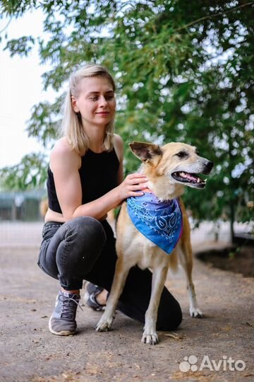 Мия-собаченька пушистая девчонка ищет дом