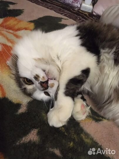 Котик в добрые руки