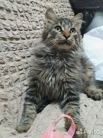 Молодой шикарный котик в дар