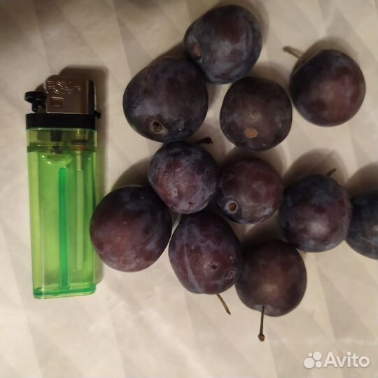 Орехи, семена, косточки плодовых деревьев