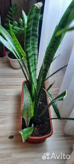 Сансевиерия