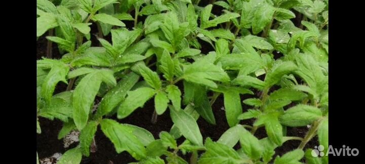 Крепкая рассада помидор