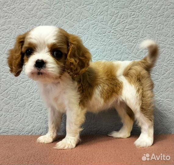 Кавалер Кинг Чарльз спаниель девочки