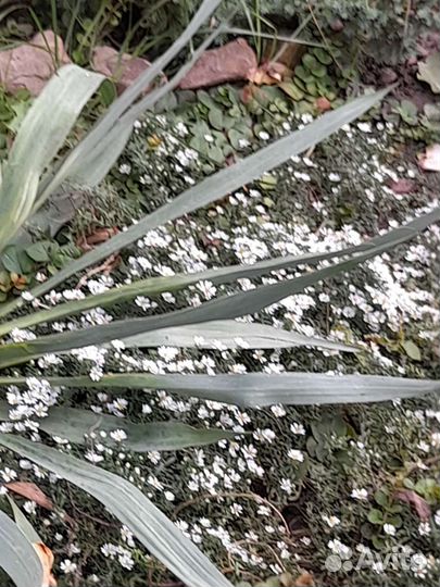 Астра вересковая почвокровная