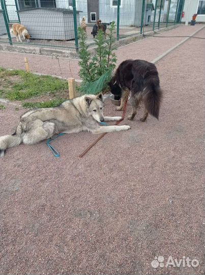 Метис лайки в добрые руки