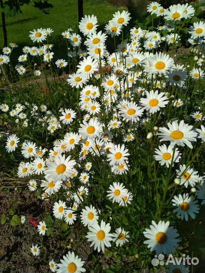 Ромашка садовая