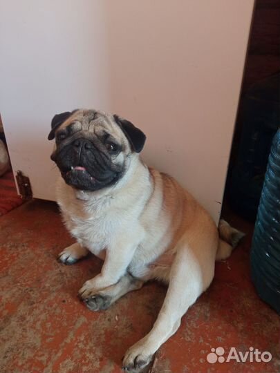 Мопс вязка мальчик