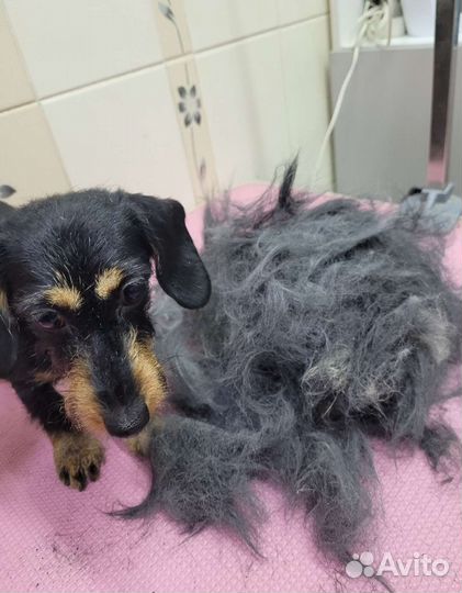 Грумер,стрижка собак и кошек