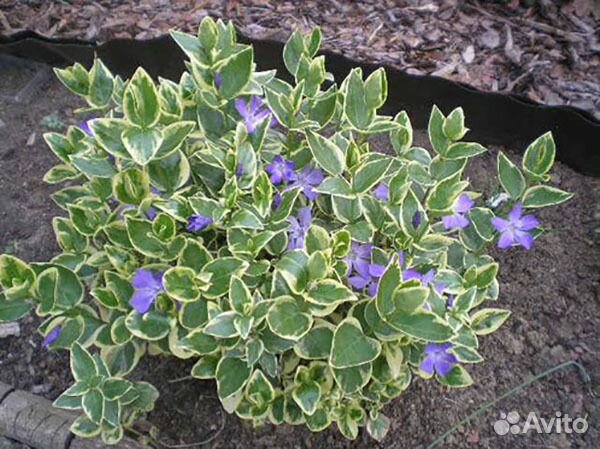 Барвинок пестролистный вечнозеленый
