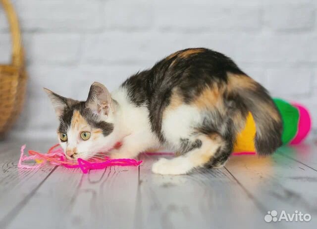 Трехцветный котенок - счастье в дом бесплатно