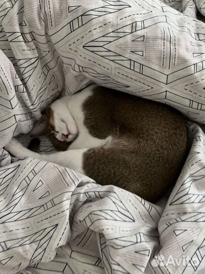 Кот абиссинец