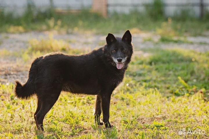 Собака девочка в добрые руки бесплатно