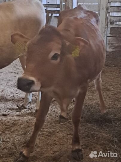 Телка, бычок джерсийские