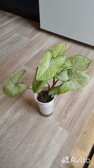 Сансевиерия, сингониум