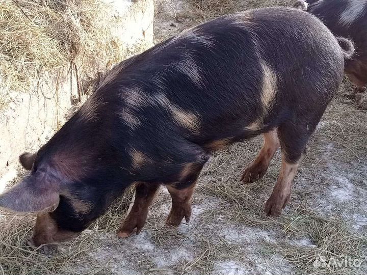 Продам хряка породы Дюрок