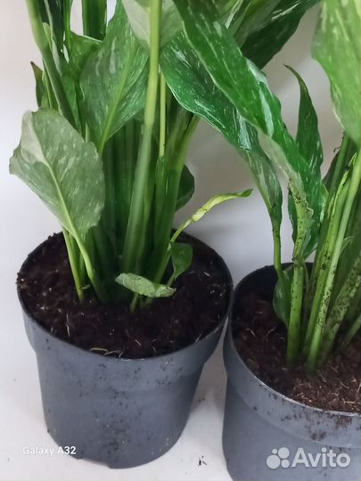 Спатифиллум даймонд