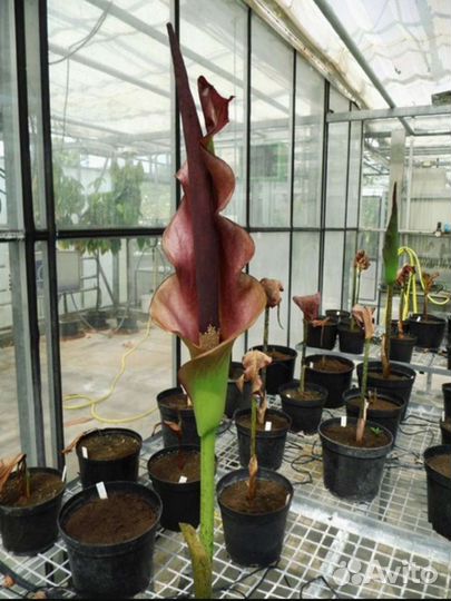 Аморфофаллус 