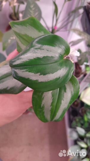 Сциндапсус эпипремнум