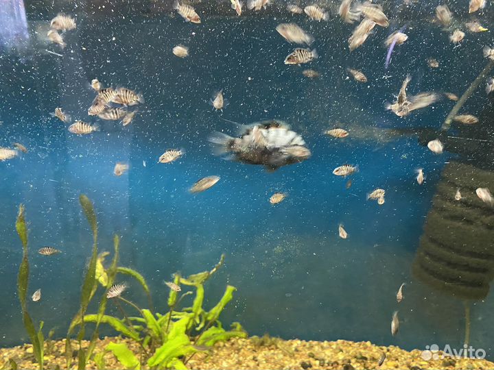 Цихлиды полосатые