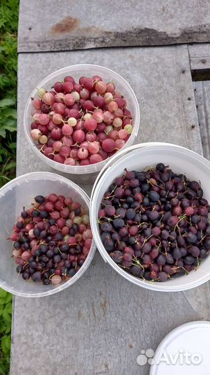 Крыжовник, чёрная смородина и др. варенье