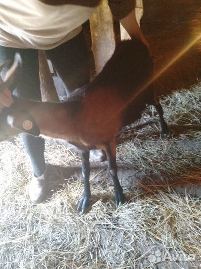 Продаются козы и козлята