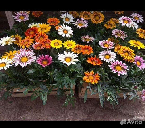 Рассада цветов