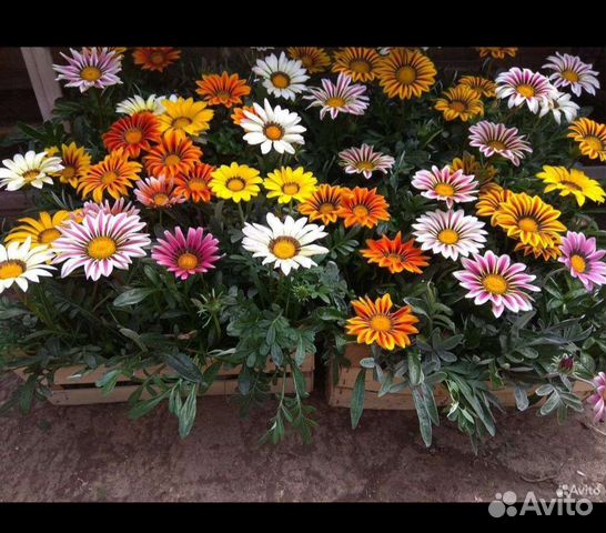 Рассада цветов