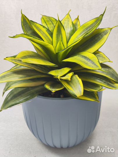 Ханни Сильвер Фрост