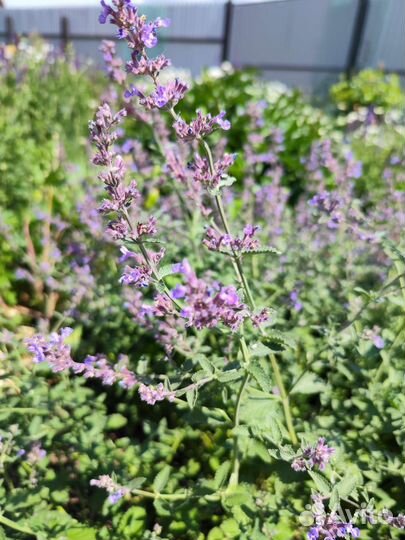 Котовник Blue Wonder